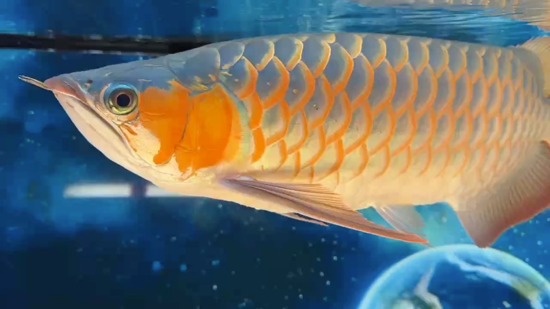 什么魚能和龍魚、虎魚混養(龍魚能和虎魚混養嗎) 空氣缸,該減肥了! 龍魚論壇 空氣缸,該減肥了! 空氣缸,該減肥了! 龍魚論壇
