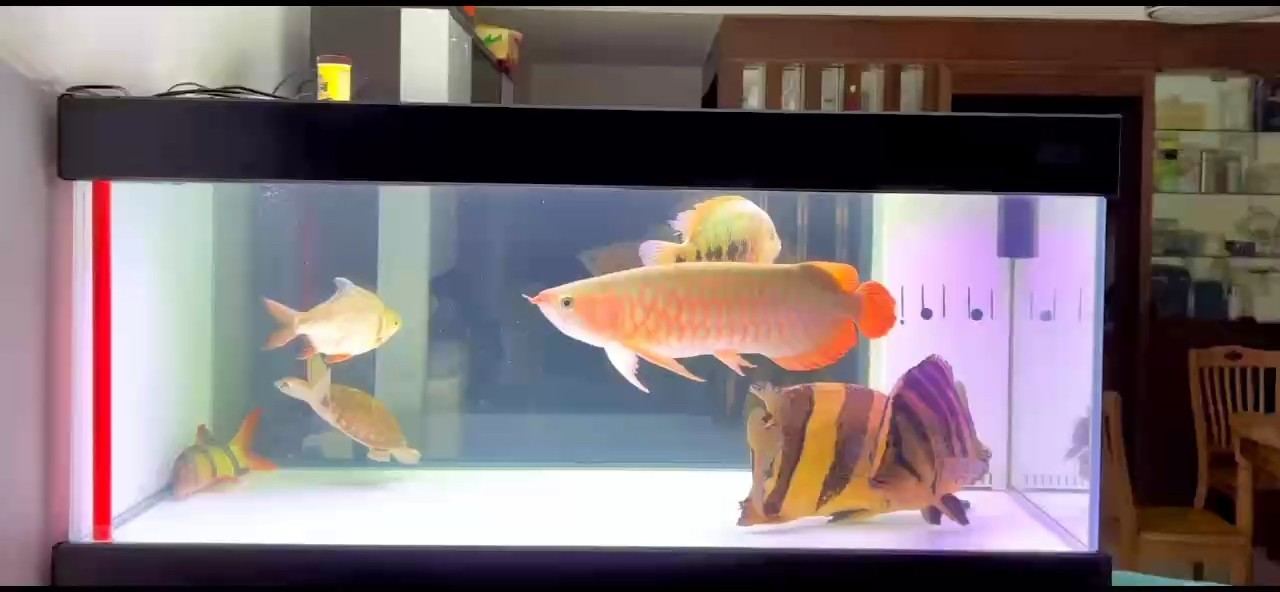 加完班看看魚吧！ 加完班看看魚吧！ 龍魚論壇