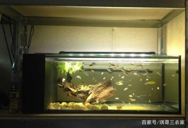 綿陽城區(qū)崇杰水族館（綿陽城區(qū)崇杰水族館電話）