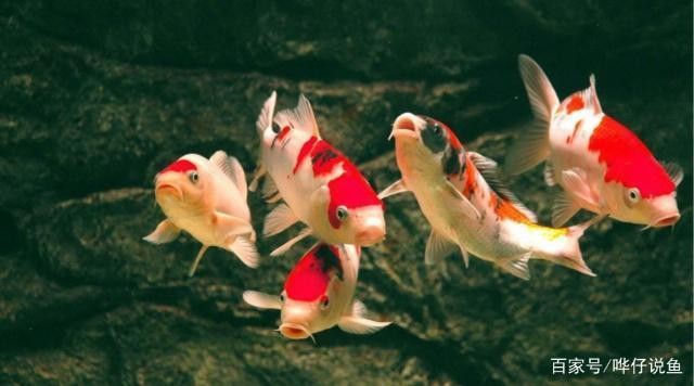 白點病的魚需要隔離嗎(觀賞魚治療白點病期間能喂食嗎) 白點病的魚需要隔離嗎(觀賞魚治療白點病期間能喂食嗎) 森森魚缸