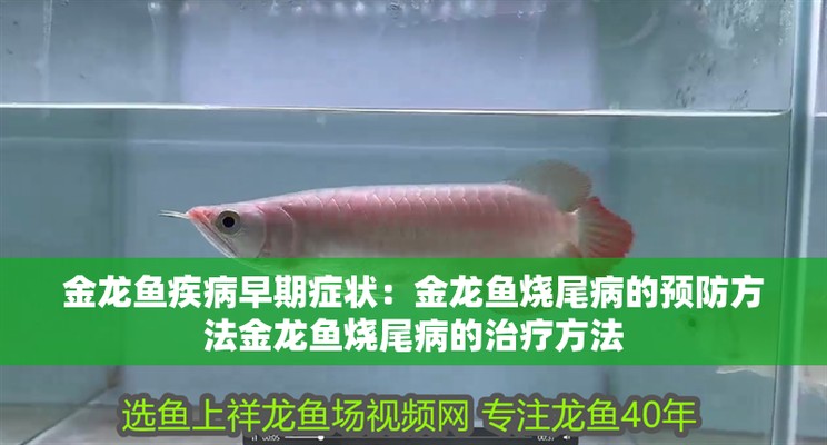 斗魚魚缸背景顏色怎么選，魚缸背景顏色怎么選，斗魚魚缸底色怎么選 斗魚魚缸背景顏色怎么選，魚缸背景顏色怎么選，斗魚魚缸底色怎么選 觀賞魚百科 第1張