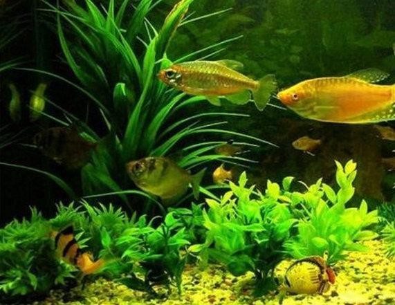 100種金魚圖片