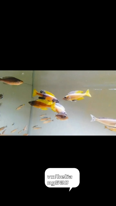 過來打我呀