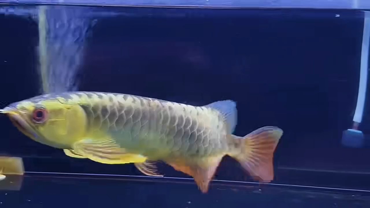 25公分滿盔金龍魚
