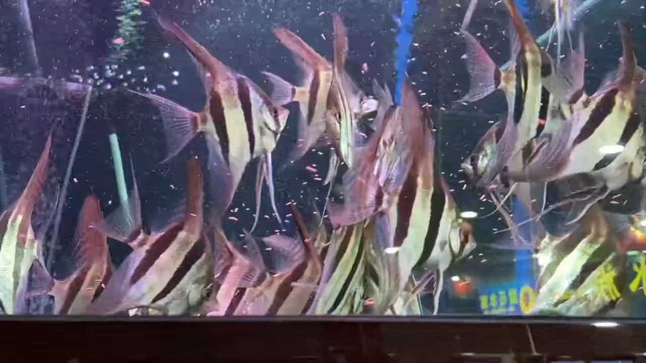 埃及神仙 埃及神仙 龍魚論壇