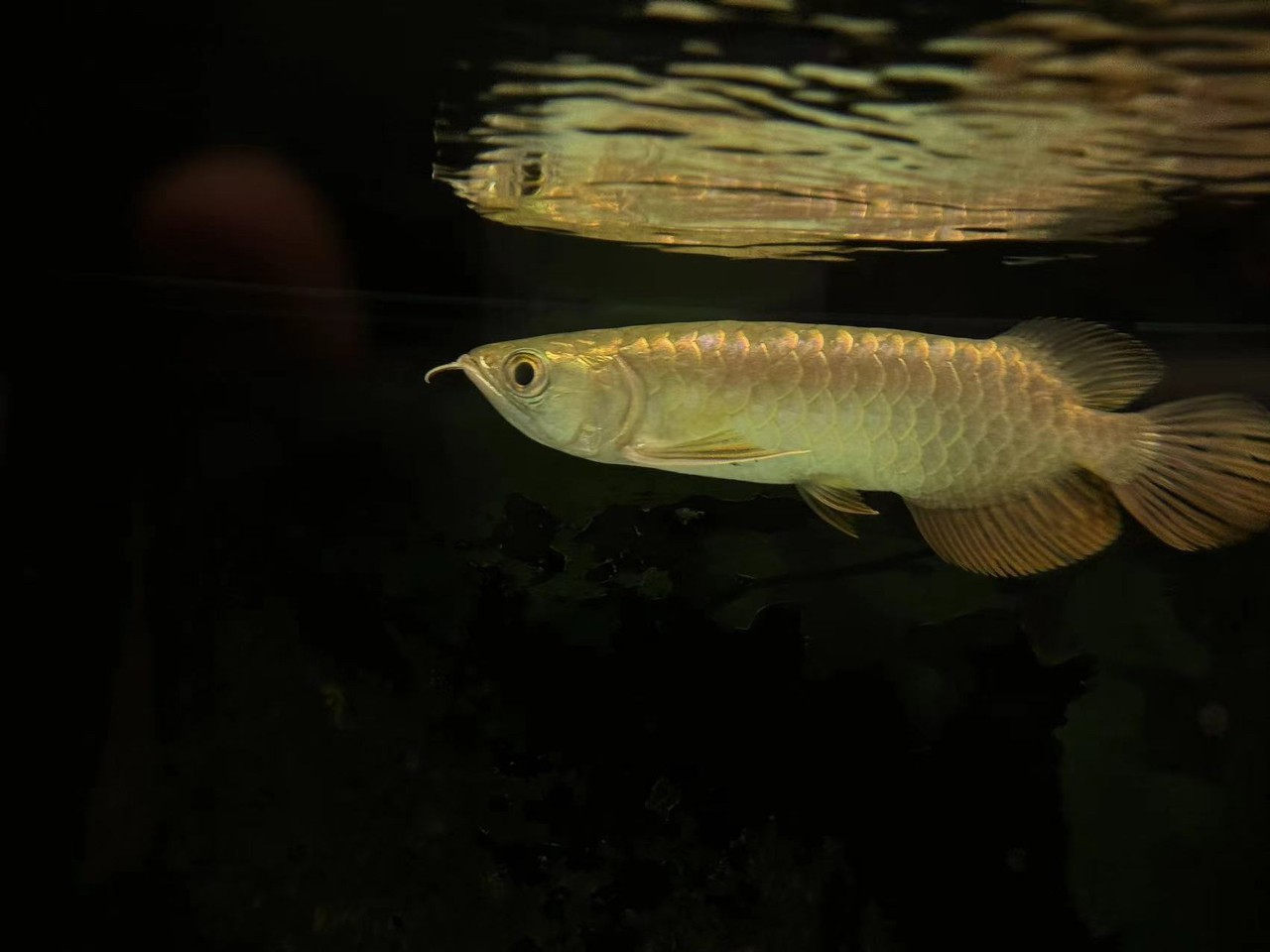 入缸第一天。 入缸第一天。 龍魚論壇