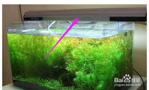 哈爾濱市道外區正泰花鳥魚商店（哈爾濱市道外區正泰花鳥魚商店地址）