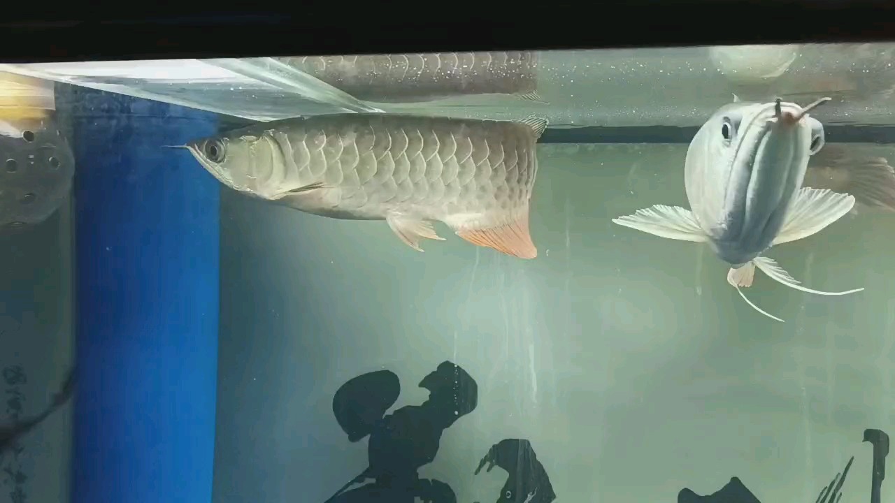 下鰭打架折了，怎么才能恢復