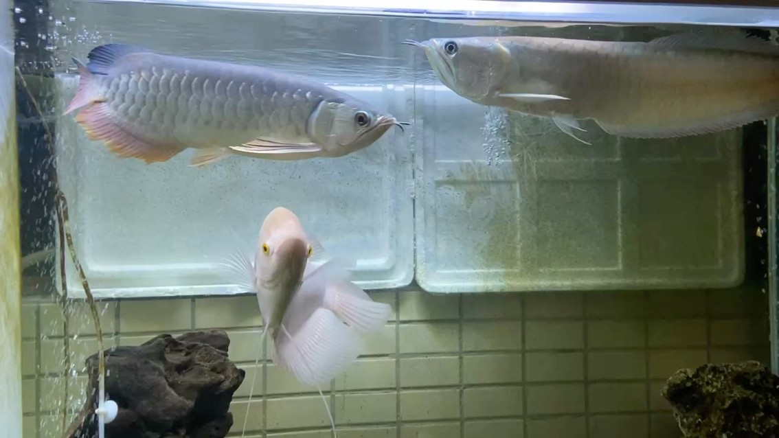 金龍魚銀龍魚和金招財魚