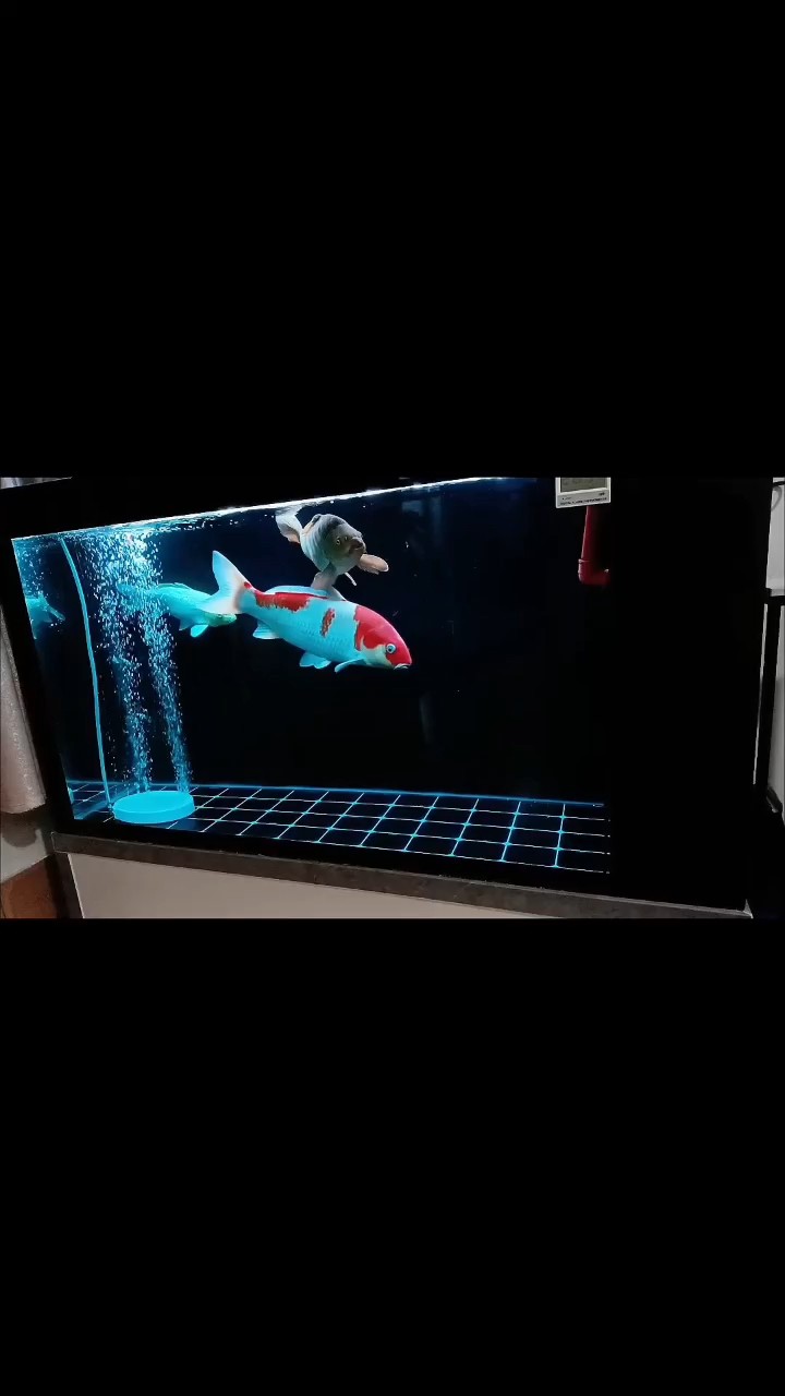 明天去看看有好大正嗎[touxiao]