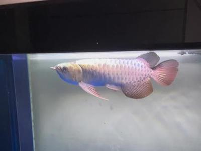 公主嶺市佳璐水族館（公主嶺佳瑞德水產）