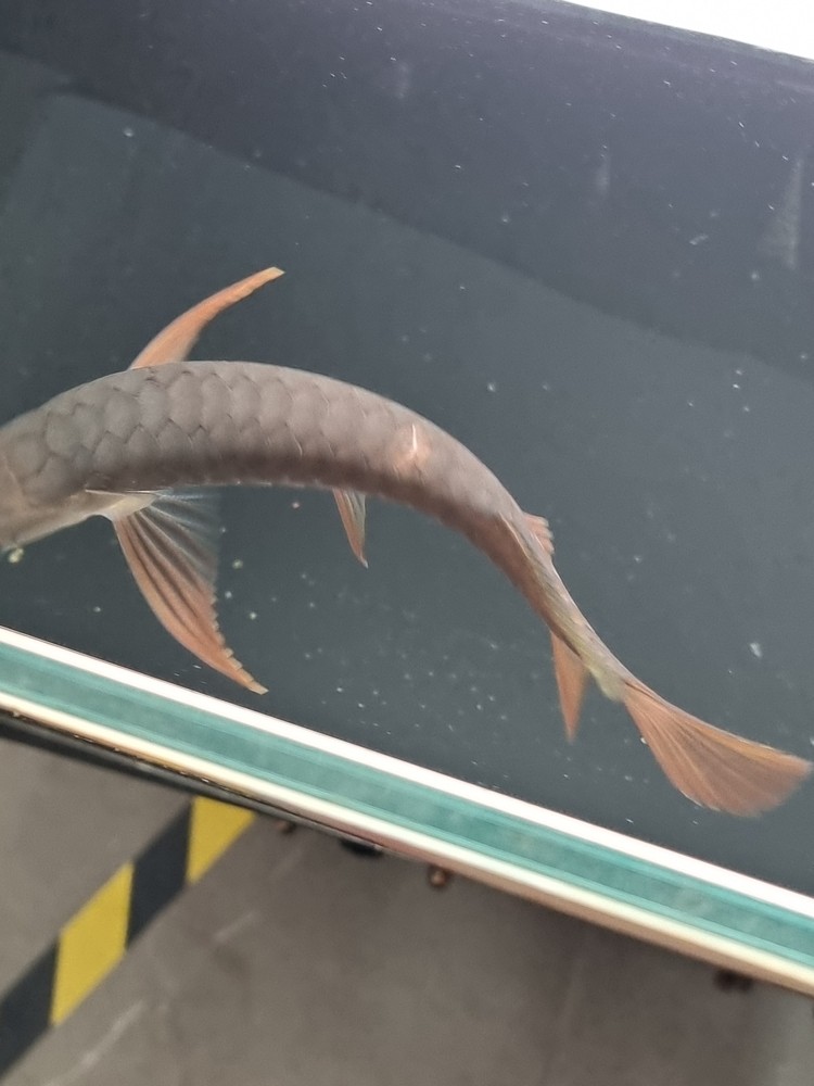 請教下這個是掉鱗嗎? 龍魚論壇 第1張 請教下這個是掉鱗嗎? 請教下這個是掉鱗嗎? 龍魚論壇 第1張