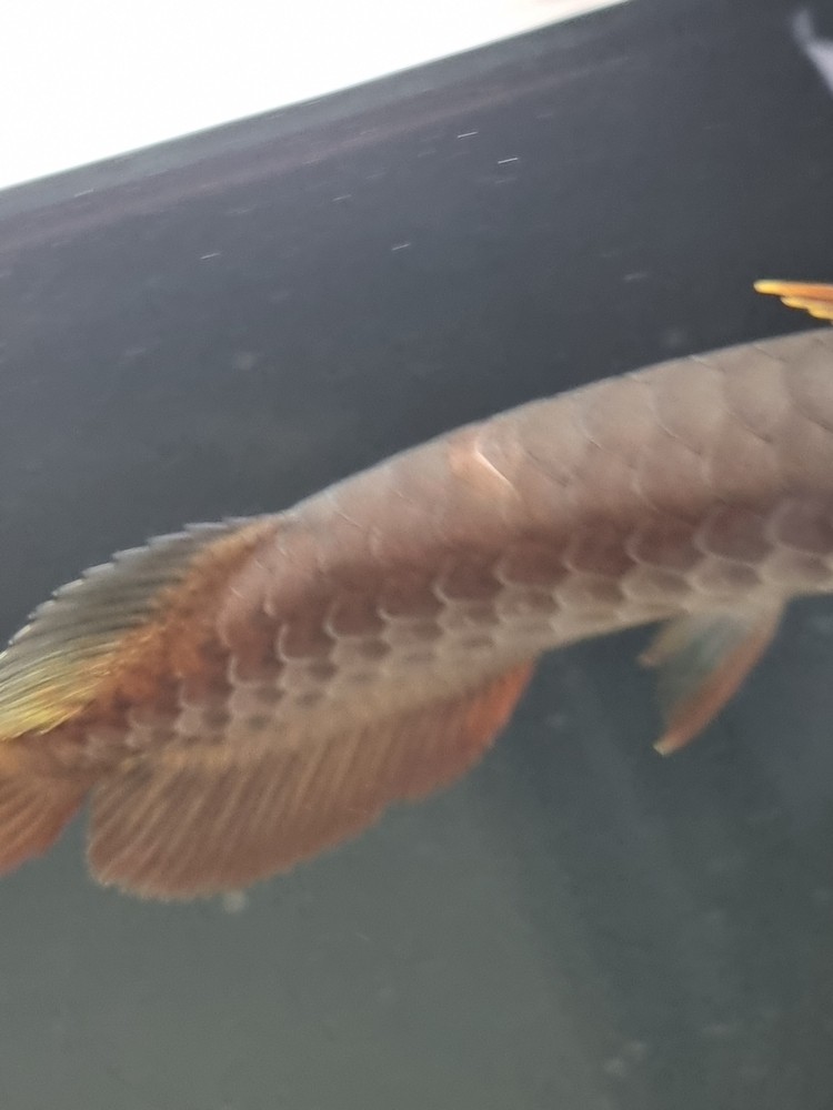 請教下這個是掉鱗嗎? 龍魚論壇 第2張 請教下這個是掉鱗嗎? 請教下這個是掉鱗嗎? 龍魚論壇 第2張
