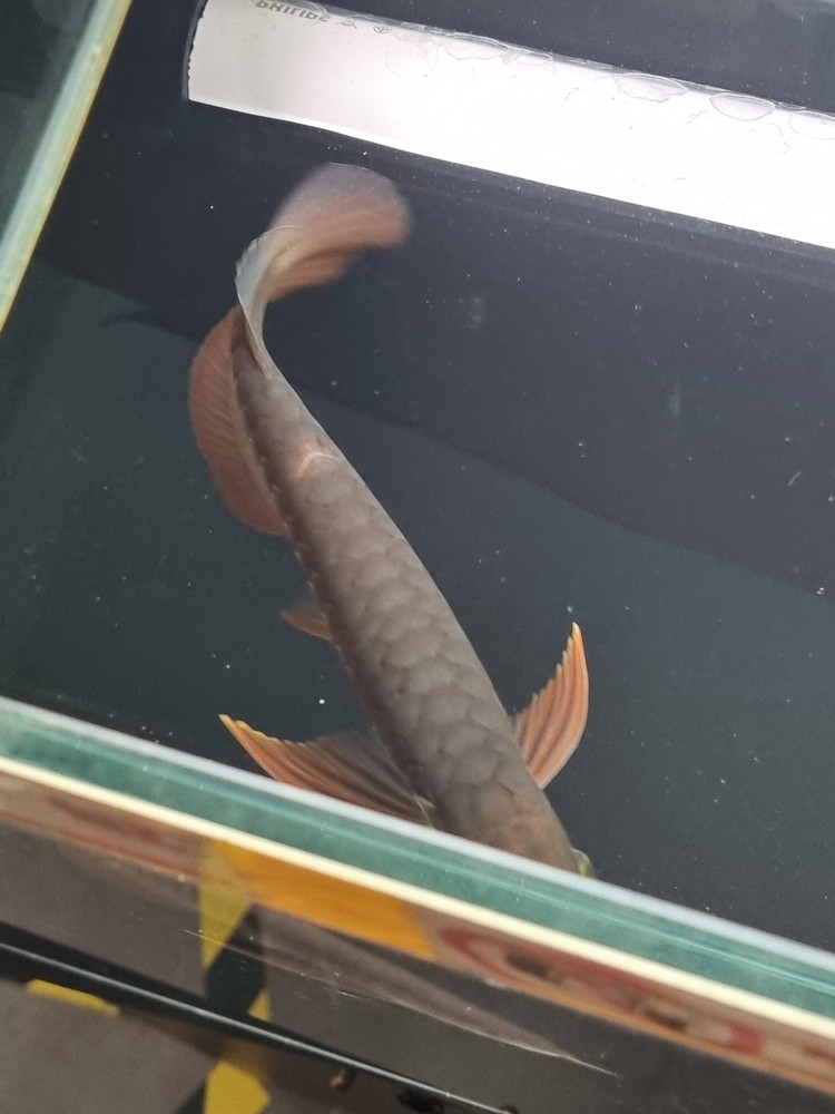 請教下這個是掉鱗嗎? 龍魚論壇 第3張 請教下這個是掉鱗嗎? 請教下這個是掉鱗嗎? 龍魚論壇 第3張
