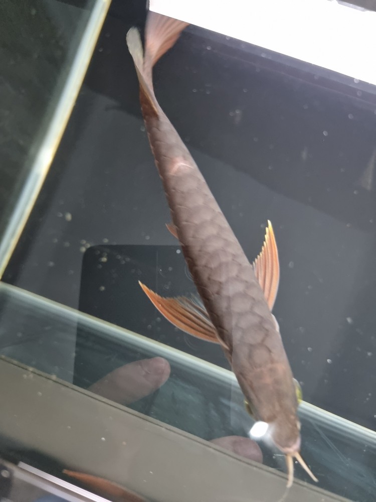 請教下這個是掉鱗嗎? 龍魚論壇 第4張 請教下這個是掉鱗嗎? 請教下這個是掉鱗嗎? 龍魚論壇 第4張