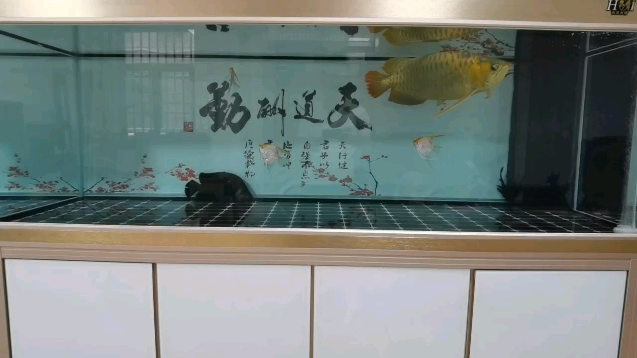 如魚得水 如魚得水 龍魚論壇