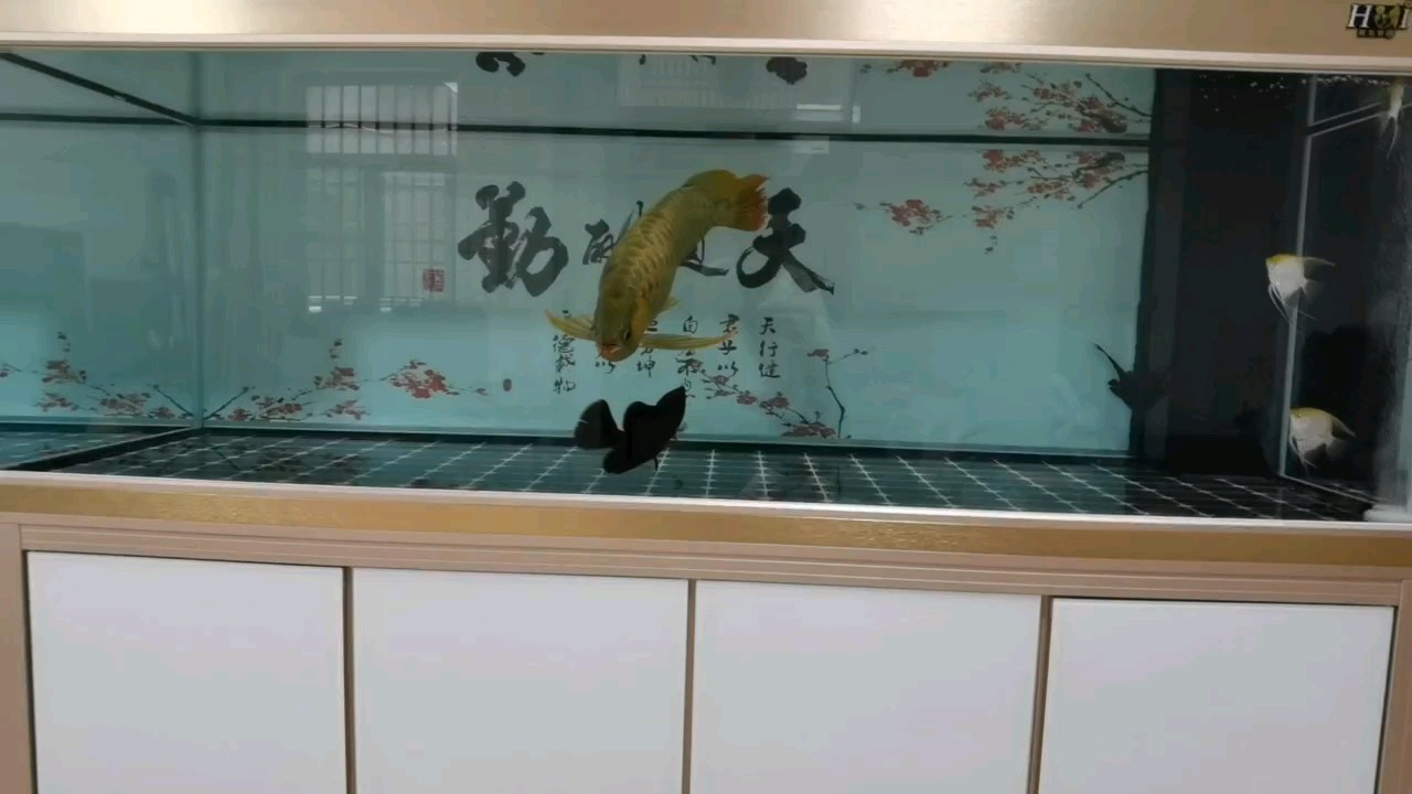 [dabing]魚缸整理完畢，魚兒平安入缸