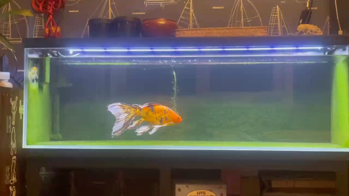 10元的小魚養(yǎng)了快一年了。
