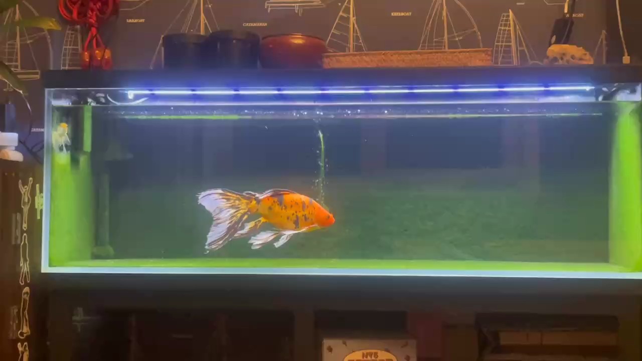 10塊錢的魚。養了快一年了。