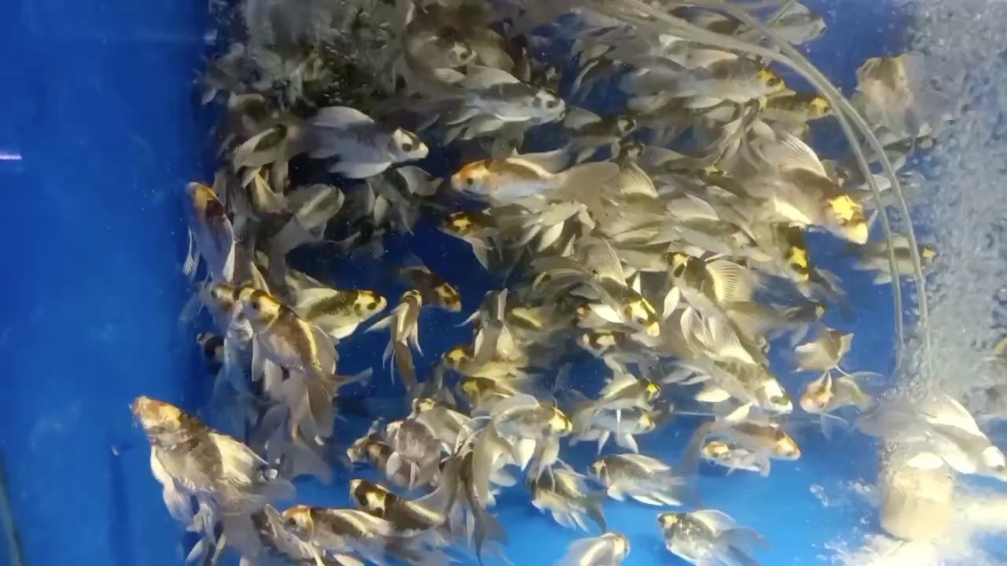 蝴蝶鯉，瑪雅