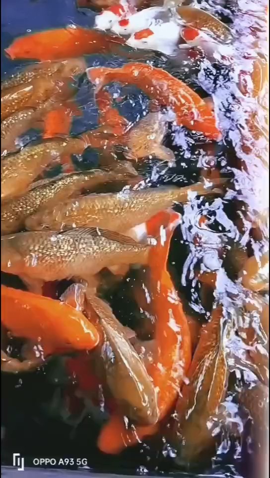茶鯉