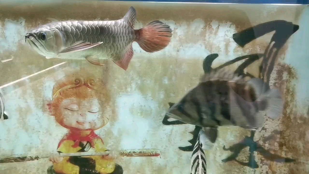美蛙一只