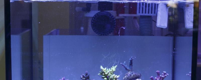 魚缸氧氣多大合適養什么魚需要氧氣