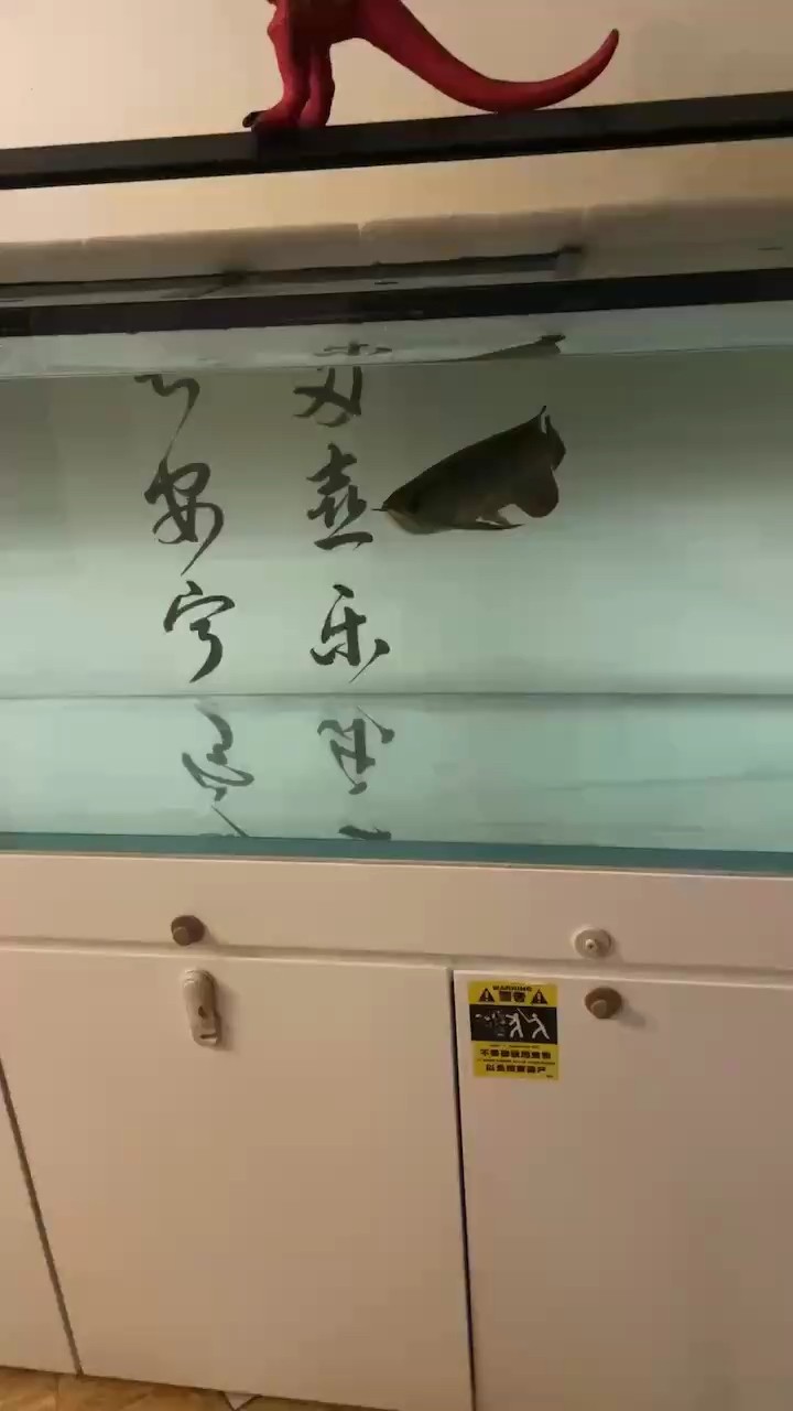 銀龍魚和菠蘿魚混養嗎(菠蘿魚能和龍魚混養嗎)