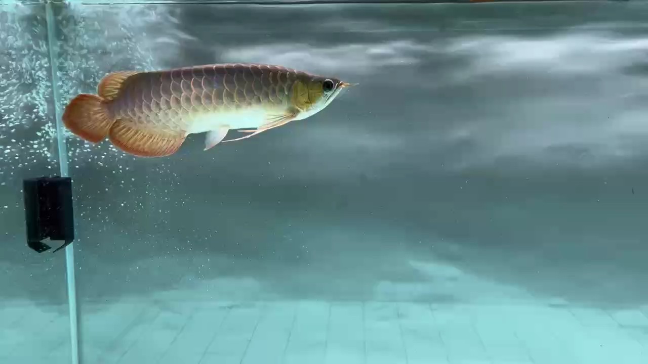 魚缸用增氧泵價格是多少:魚缸增氧機-xtrac增氧機-xtrac增氧機 臺風過后氣溫驟降 龍魚論壇 臺風過后氣溫驟降 臺風過后氣溫驟降 龍魚論壇