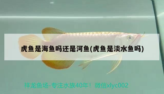 虎魚是海魚嗎還是河魚(虎魚是淡水魚嗎)