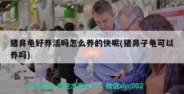 豬鼻龜好養活嗎怎么養的快呢(豬鼻子龜可以養嗎)
