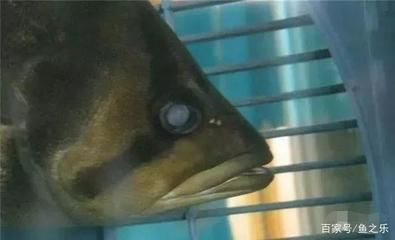 虎魚輕微蒙眼怎么辦：虎魚輕微蒙眼怎么辦，虎魚輕微蒙眼的處理方法是什么