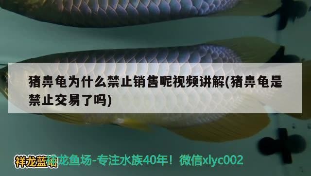 豬鼻龜為什么禁止銷售呢視頻講解(豬鼻龜是禁止交易了嗎)