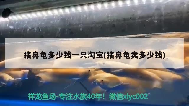 豬鼻龜多少錢一只淘寶(豬鼻龜賣多少錢) 豬鼻龜多少錢一只淘寶(豬鼻龜賣多少錢) 豬鼻龜百科