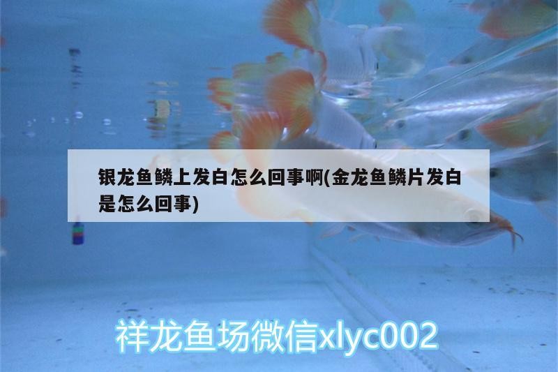 銀龍魚鱗上發(fā)白怎么回事啊(金龍魚鱗片發(fā)白是怎么回事)