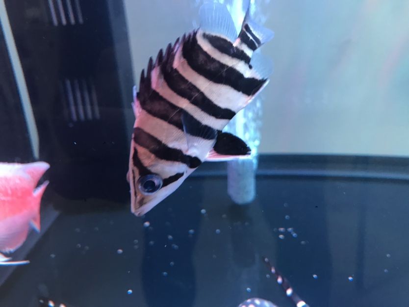 經過兩天的治療小虎魚蒙眼好了 經過兩天的治療小虎魚蒙眼好了 虎魚百科 第5張