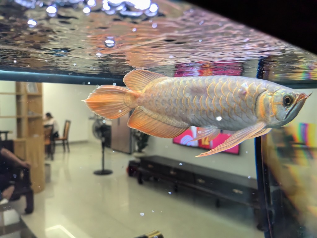 國慶幾天回來龍魚變成這樣了 國慶幾天回來龍魚變成這樣了 龍魚論壇 第1張