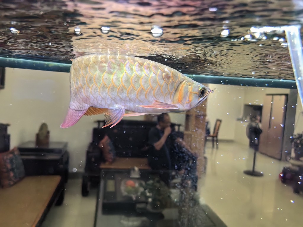 國慶幾天回來龍魚變成這樣了 國慶幾天回來龍魚變成這樣了 龍魚論壇 第2張