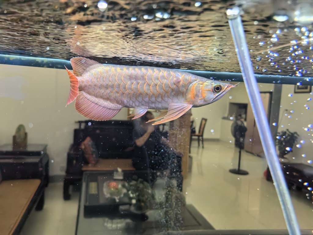 國慶幾天回來龍魚變成這樣了 國慶幾天回來龍魚變成這樣了 龍魚論壇 第3張