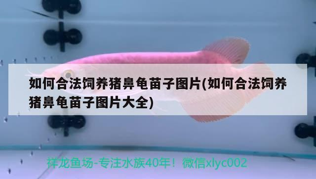 如何合法飼養豬鼻龜苗子圖片(如何合法飼養豬鼻龜苗子圖片大全)