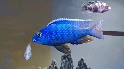賣龍魚取一個店名字好嗎 賣龍魚取一個店名字好嗎 龍魚百科 第1張