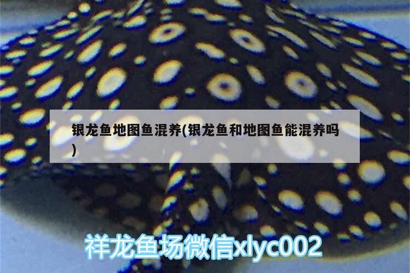 銀龍魚地圖魚混養(銀龍魚和地圖魚能混養嗎) 銀龍魚地圖魚混養(銀龍魚和地圖魚能混養嗎) 銀龍魚百科