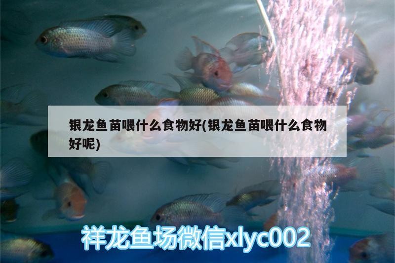 銀龍魚苗喂什么食物好(銀龍魚苗喂什么食物好呢) 銀龍魚苗喂什么食物好(銀龍魚苗喂什么食物好呢) 銀龍魚百科