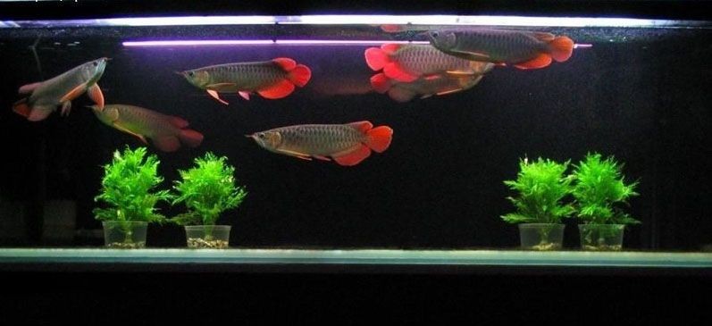 巴彥淖爾水族館這條虎魚怎么樣？脖子不包