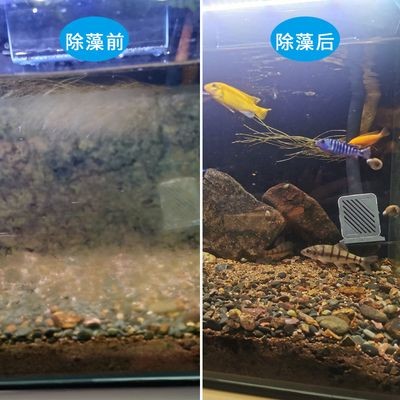 吃魚缸底部殘渣的螺:吃魚缸底部殘渣的螺主要包括蘋果螺、橙兔螺和黑金剛螺等幾種 魚缸百科 第1張 吃魚缸底部殘渣的螺:吃魚缸底部殘渣的螺主要包括蘋果螺、橙兔螺和黑金剛螺等幾種 吃魚缸底部殘渣的螺:吃魚缸底部殘渣的螺主要包括蘋果螺、橙兔螺和黑金剛螺等幾種 魚缸百科 第1張