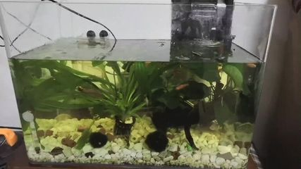 吃魚缸底部殘渣的螺:吃魚缸底部殘渣的螺主要包括蘋果螺、橙兔螺和黑金剛螺等幾種 魚缸百科 第2張 吃魚缸底部殘渣的螺:吃魚缸底部殘渣的螺主要包括蘋果螺、橙兔螺和黑金剛螺等幾種 吃魚缸底部殘渣的螺:吃魚缸底部殘渣的螺主要包括蘋果螺、橙兔螺和黑金剛螺等幾種 魚缸百科 第2張