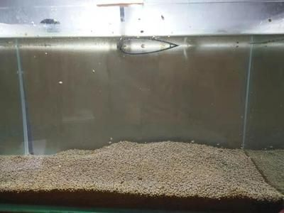 吃魚缸底部殘渣的螺:吃魚缸底部殘渣的螺主要包括蘋果螺、橙兔螺和黑金剛螺等幾種 魚缸百科 第3張 吃魚缸底部殘渣的螺:吃魚缸底部殘渣的螺主要包括蘋果螺、橙兔螺和黑金剛螺等幾種 吃魚缸底部殘渣的螺:吃魚缸底部殘渣的螺主要包括蘋果螺、橙兔螺和黑金剛螺等幾種 魚缸百科 第3張