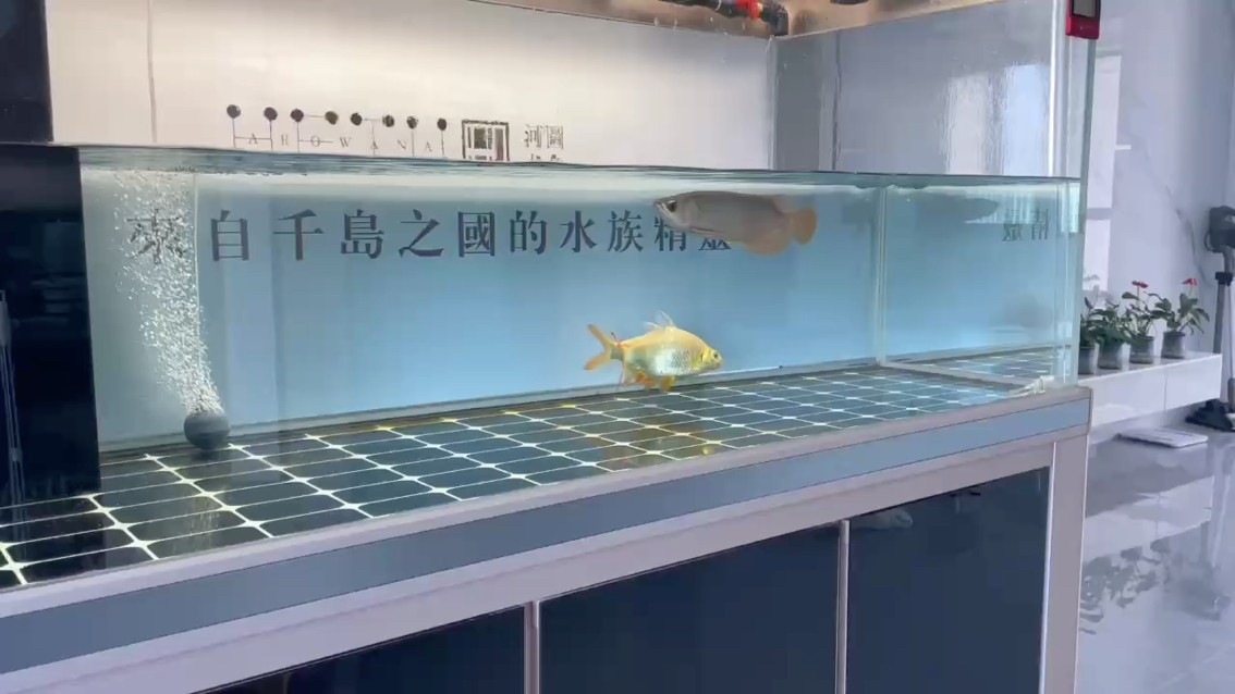 挑逗一下它