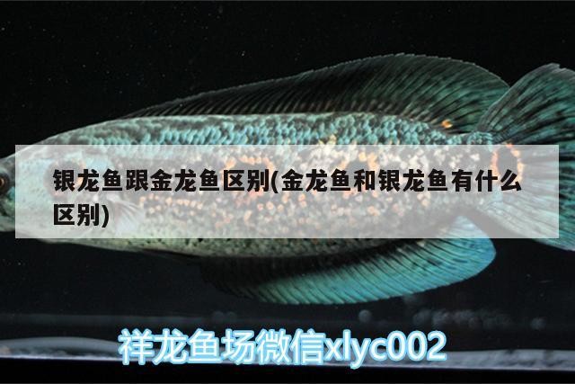 銀龍魚跟金龍魚區別(金龍魚和銀龍魚有什么區別)