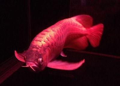 紅龍魚缸燈最佳擺放：紅龍魚燈光色溫選擇指南